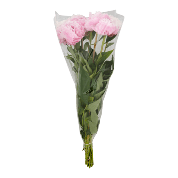 Jumbo Licht Roze Pioenrozen